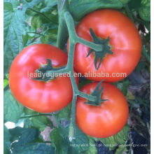 T53 Dabao mid-late maturidade sementes de tomate híbrido vermelho